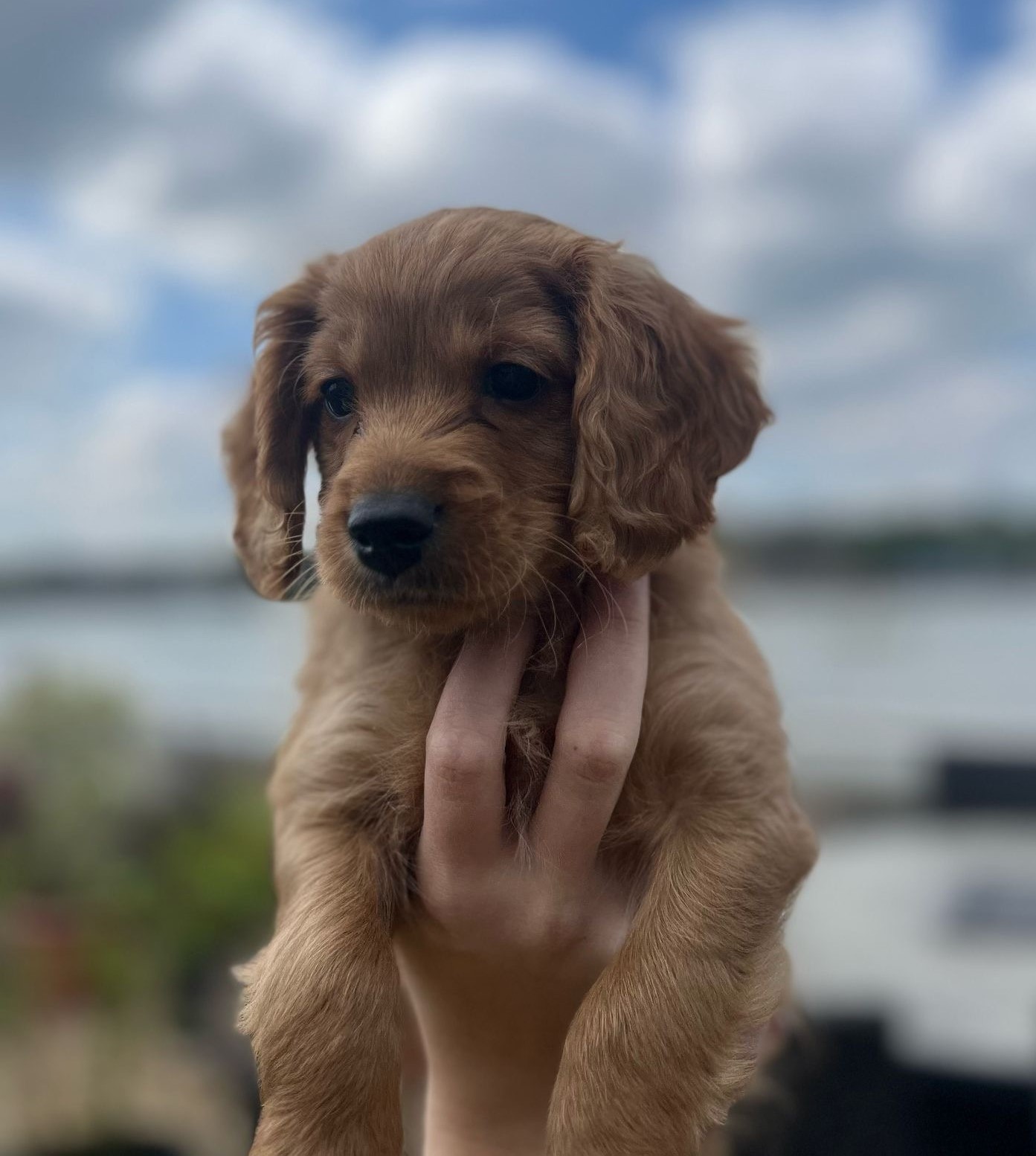 Cooper puppy